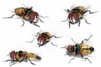 12 bí quyết diệt ruồi tự nhiên không độc hại