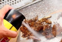 Cách xịt thuốc diệt côn trùng, xử lý tình huống khi “gặp nạn”