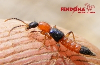 Nguy hiểm: Khi xử lý viết cắn kiến ba khoang sai cách